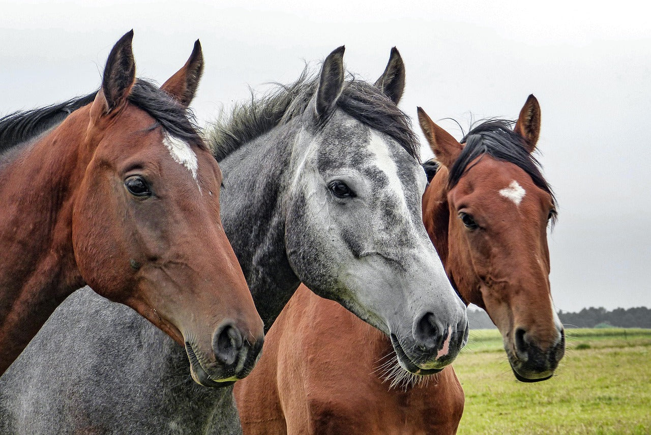 How to Clip Your Horse's Legs: A Step-by-Step Horse Grooming Guide