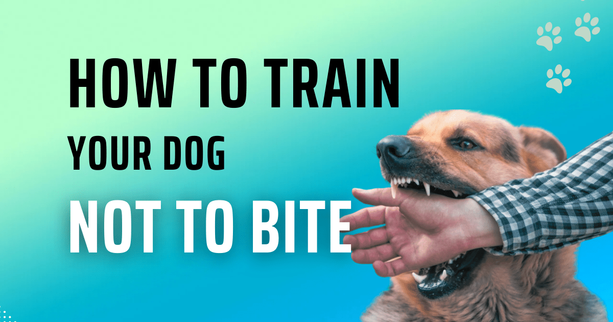 How to Train a Dog Not to Bite Effective Tips for American Dog Owner