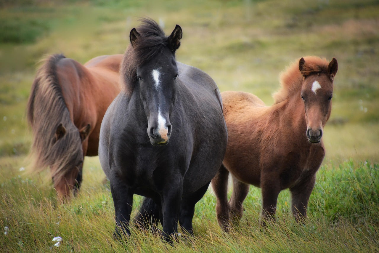 How to Choose the Best Energizer for Horse and Pony Paddocks