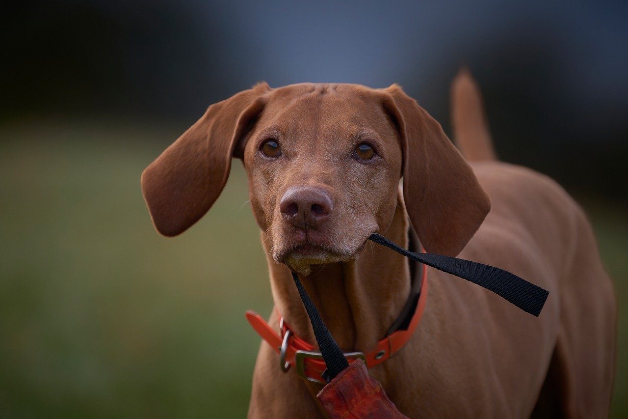 smart collar for dog