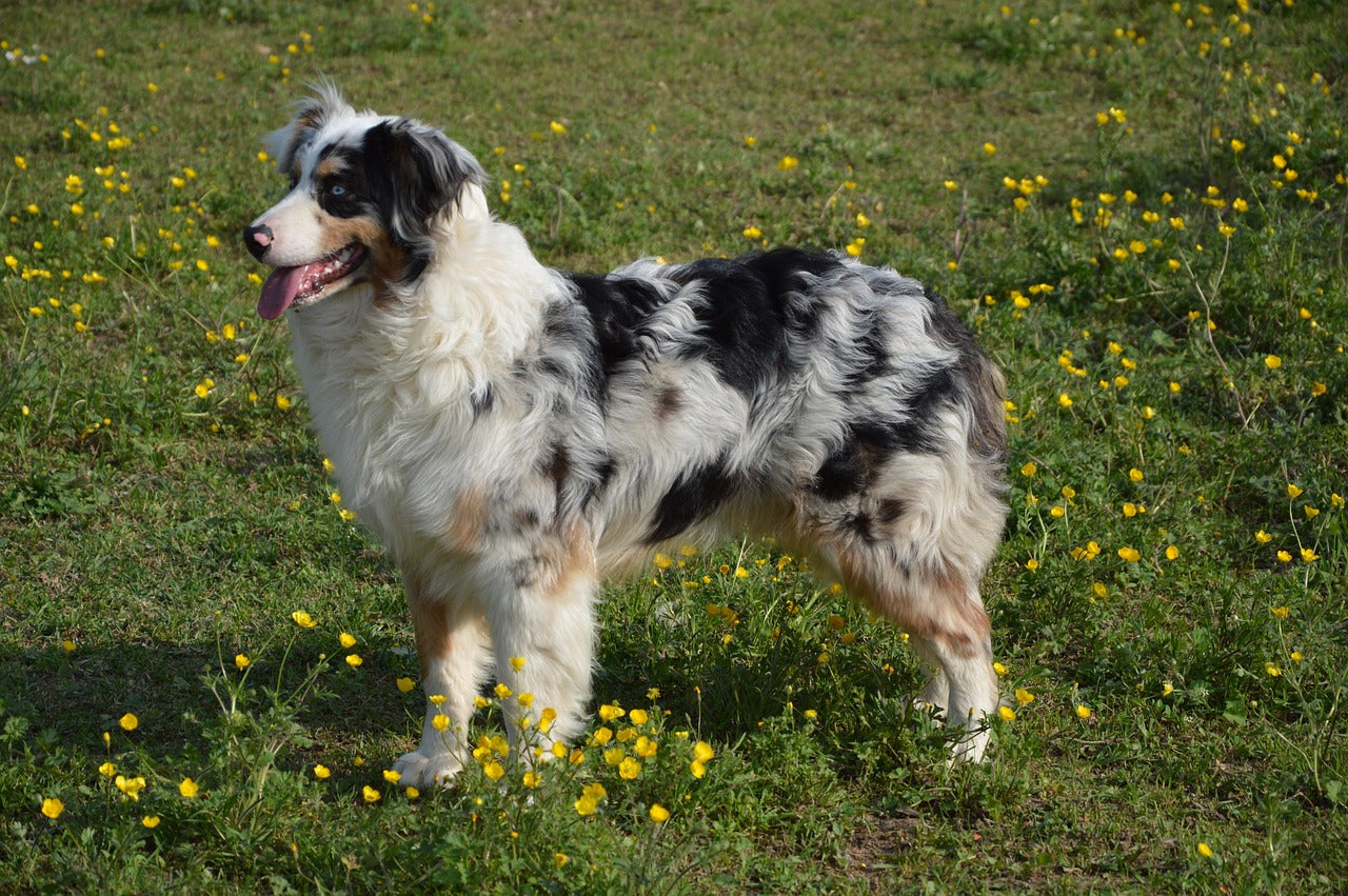 Best Heavy Duty Nail Clippers for Active Farm Dogs