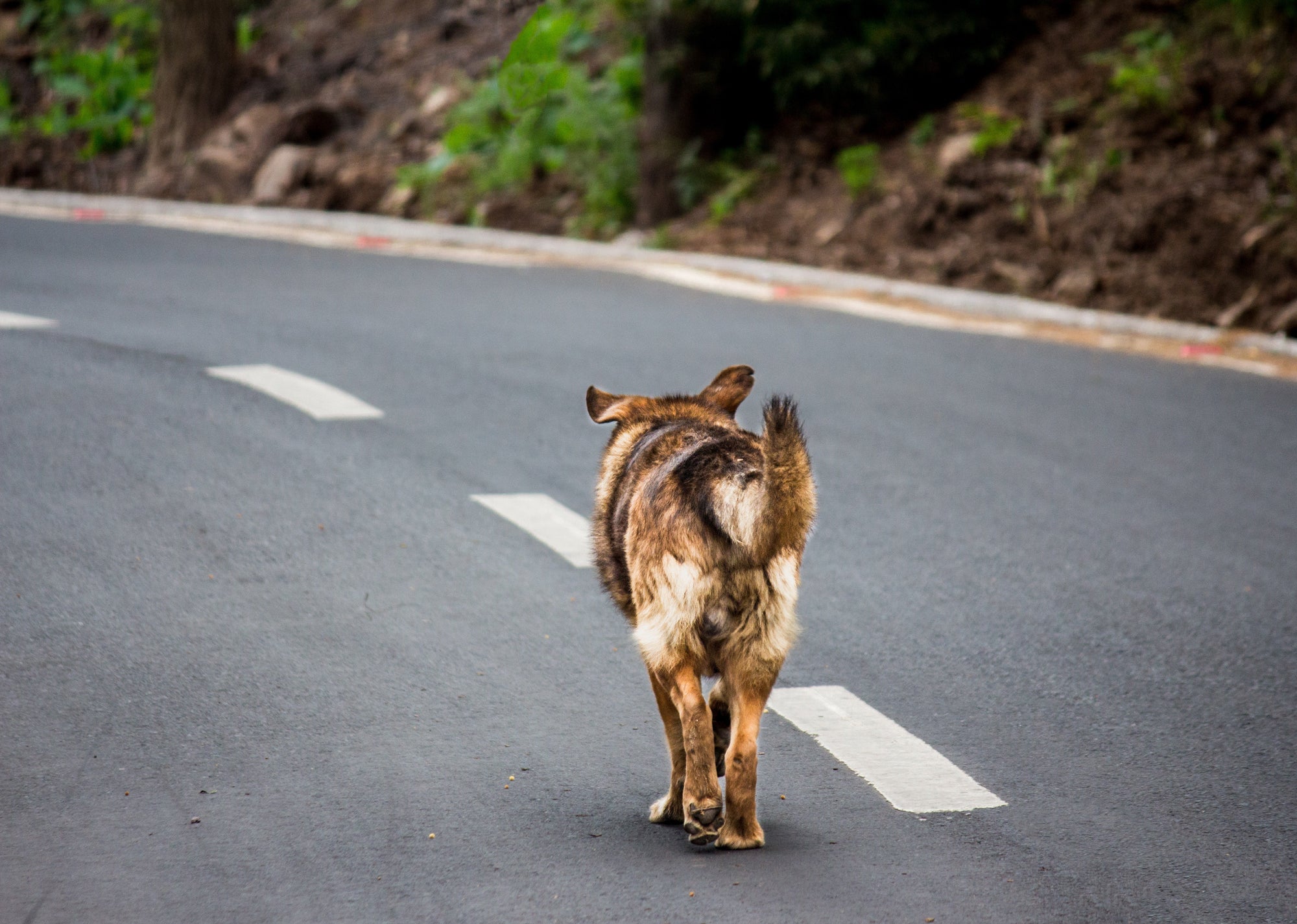 Preventing Lost Pets with My Pet Command Hidden Fences - My Pet Command