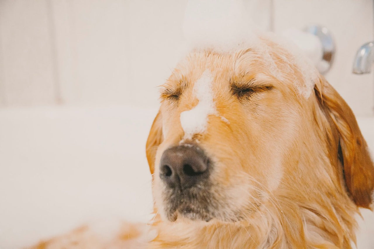 Diarrhea in Dogs: Causes, Home Care, and When It's an Emergency