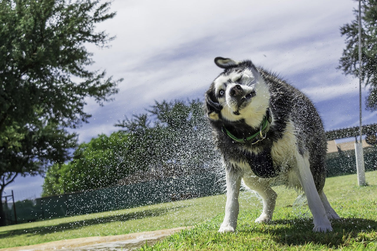 How to Groom Your Siberian Husky?