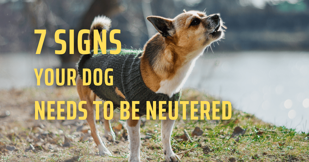 7 Signs Your Dog Needs To Be Neutered Benefits & Things you need to