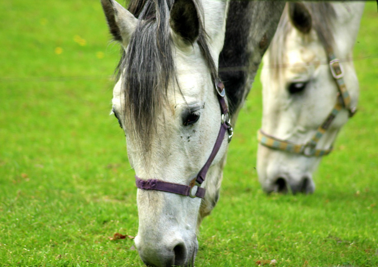 Strip Grazing for Horses and Ponies: A Weight-Management Guide That Works