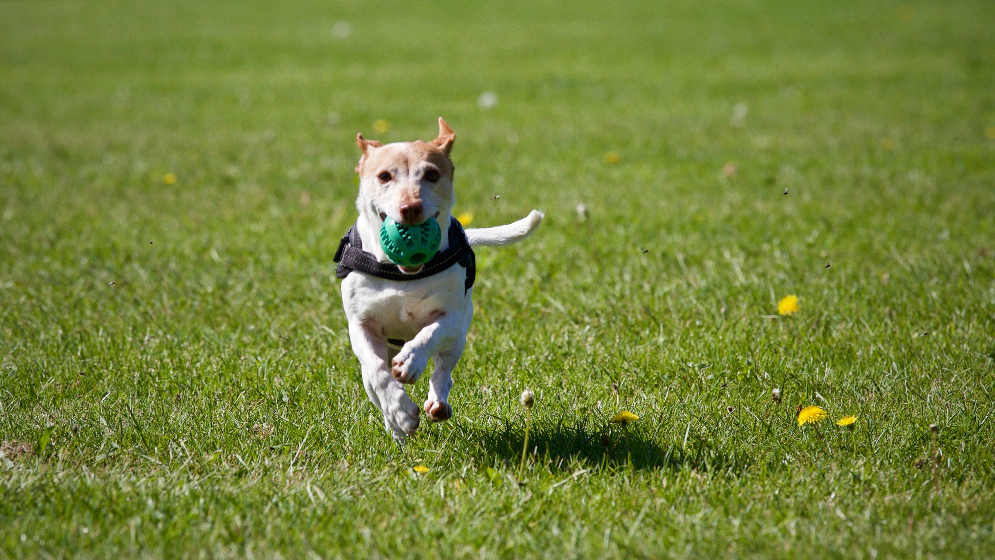 Invisible fence collar for dogs best sale