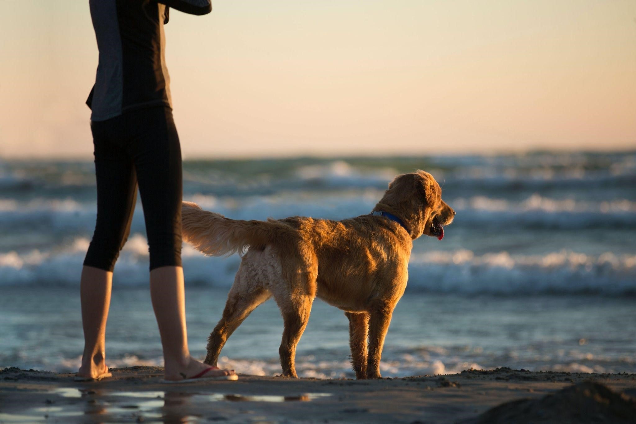 Tips for Crafting a Joyful Lifestyle for You and Your Four-Legged Friend - My Pet Command