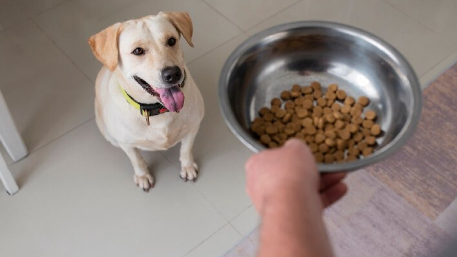 Ultimate Guide to Choosing the Best Dog Food for Your Furry Friend - My Pet Command