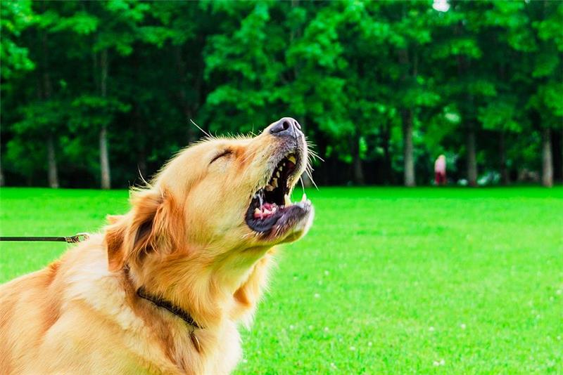 Dog bark collars