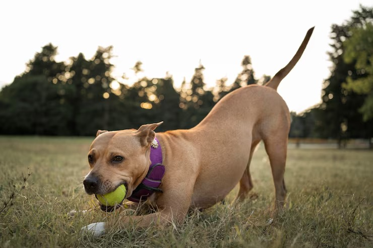 Dog Training Collars