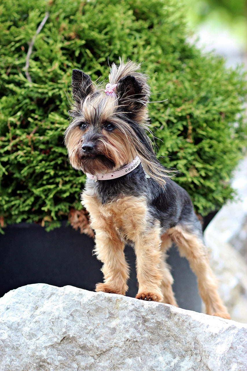 Can You Use a Human Hair Dryer on a Dog? Safety Tips & Guide